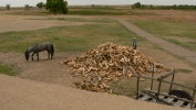 PICTURES/Brents Old Fort - La Junta, CO/t_Horse13.JPG